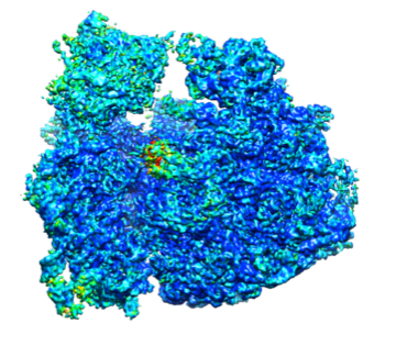 バクテリアリボソーム高分解能構造