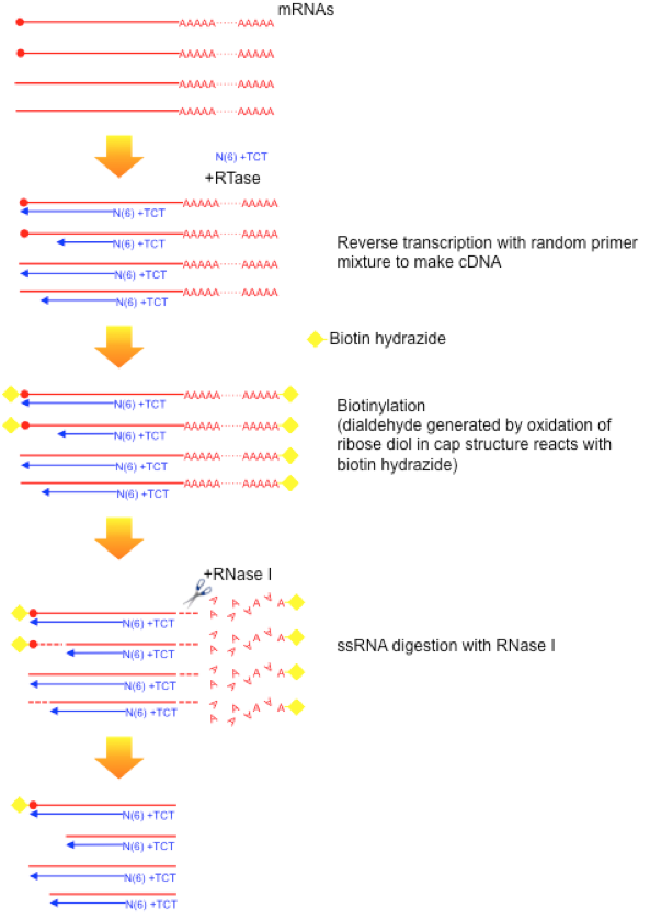 Figure1: Cap Analysis Gene Expression originally developed by Riken