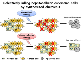 killing_hepatocellular_carcinoma_cells1-lg.jpg
