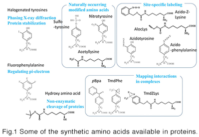 synthetic_amino_acid