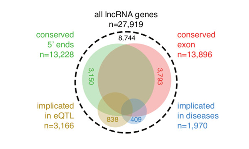 The majority of human lncRNAs shows evidence of potential functions. 