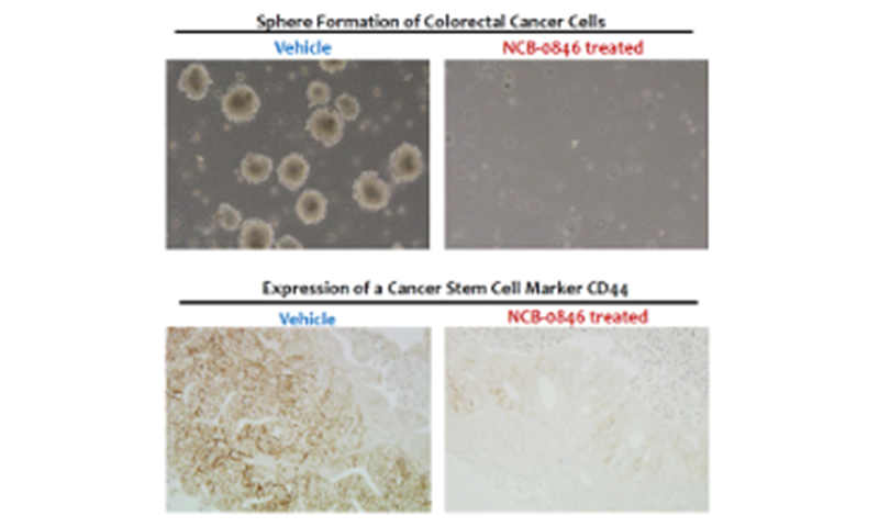 Effect of NCB-0846 on the formation of cancer spheres
