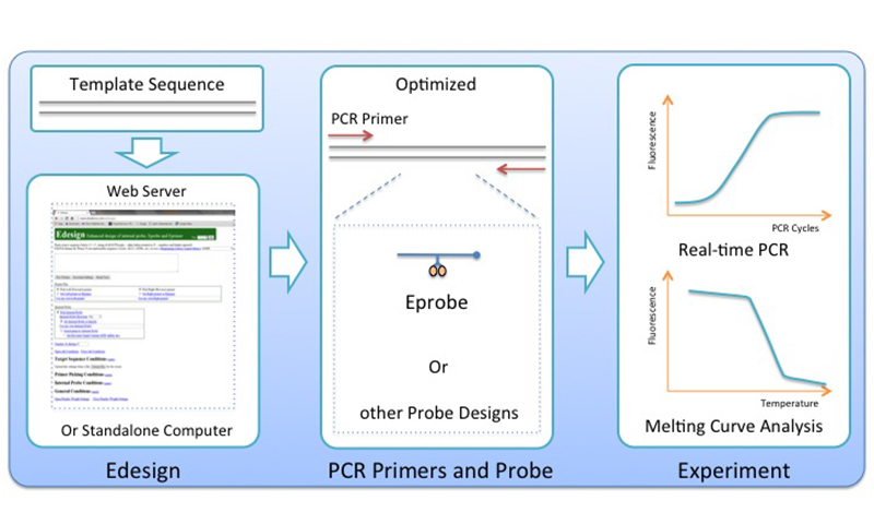 Flow chart from Edesign to real-time PCR experiments