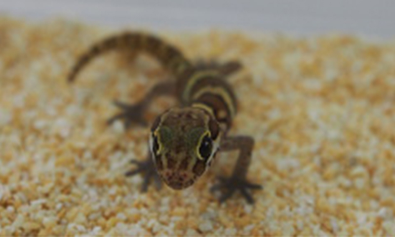 Photo of the ocelot gecko