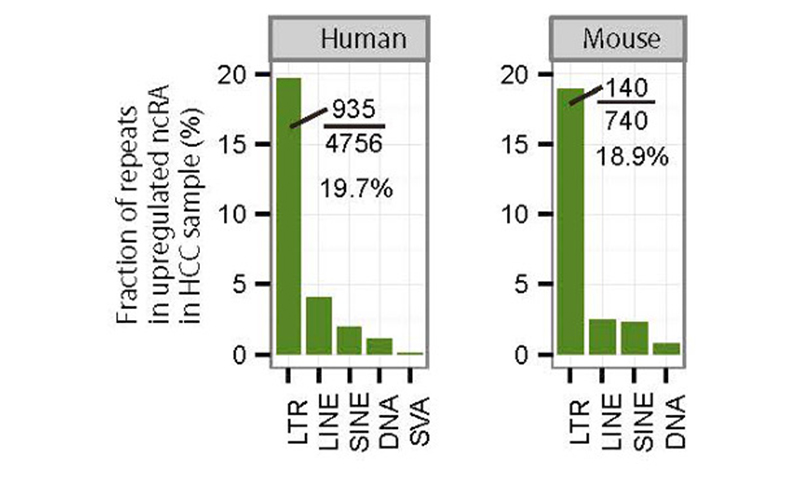 Figure of LTR expression in human and mouse HCC tumors