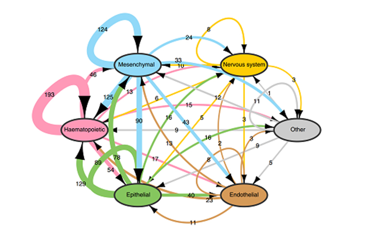 Schematic of the ligand-receptor network