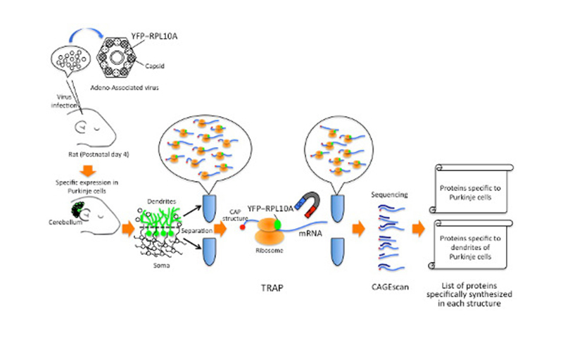 Schematic of the methods used to isolate proteins from Purkinje cells and their dendrites