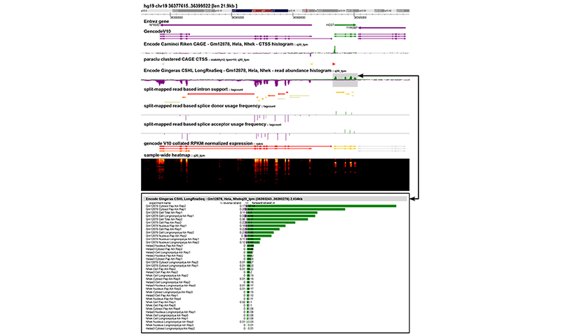 Overview of the ZENBU genome browser interface