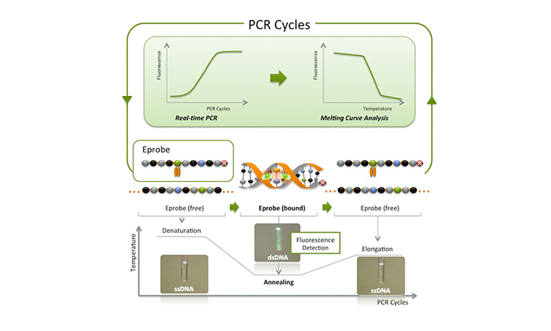 Figure of using Eprobe® in real-time PCR
