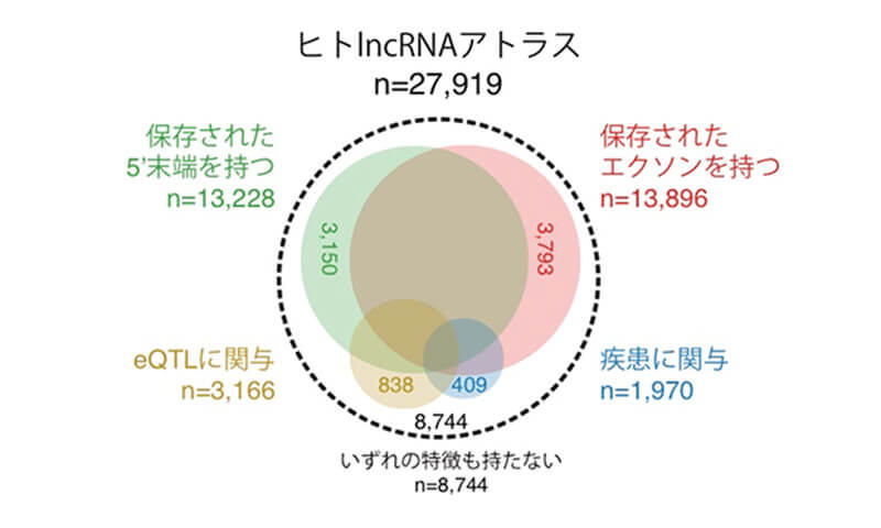 ヒトlncRNAの機能推定の図。