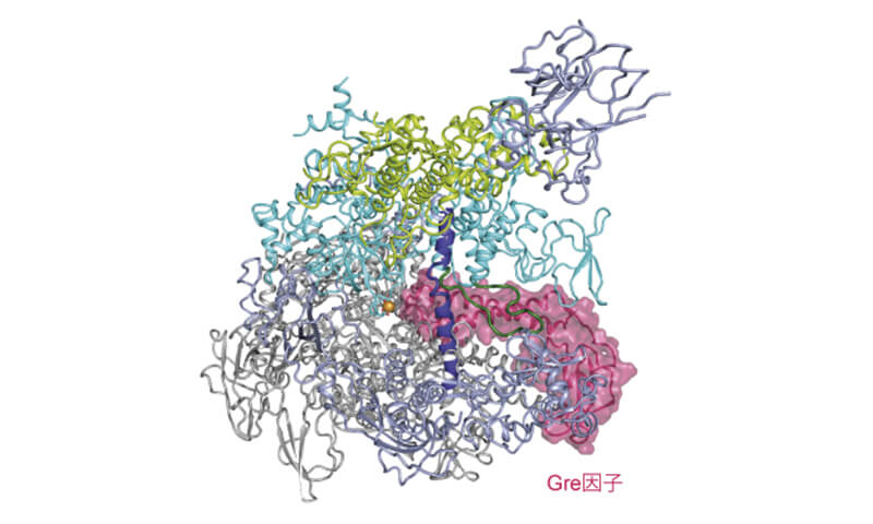 Gre因子結合状態のRNAポリメラーゼの構造
