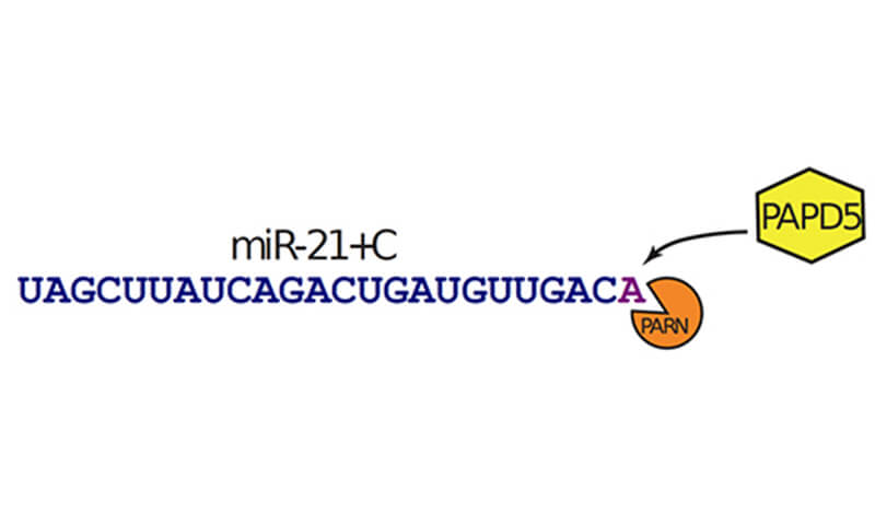 miR-21の分解に関わる2つの酵素の図 」